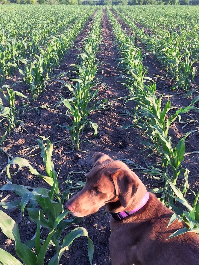 Field Corn June 2 2016