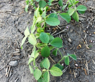 Soybeans530182